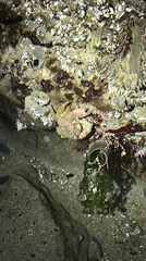 Glebocarcinus oregonensis