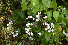 Begonia plebeja