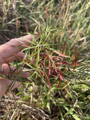 Stillingia texana