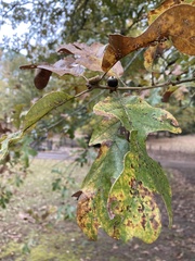 Quercus stellata