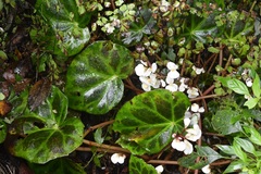 Begonia plebeja