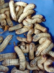 Popillia japonica