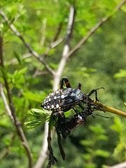 Pachylis argentinus