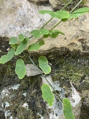 Passiflora yucatanensis