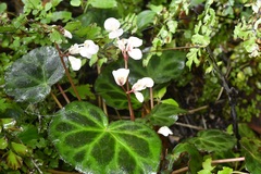 Begonia plebeja