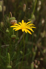 Ursinia paleacea