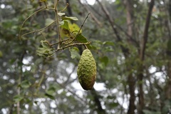 Amphilophium paniculatum