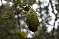 Amphilophium paniculatum