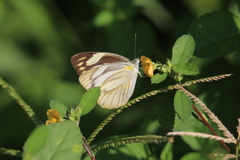 Appias libythea olferna
