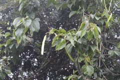 Fridericia chica