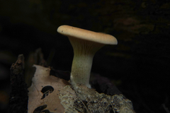 Paralepista
