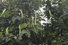 Fridericia chica