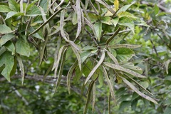 Fridericia chica, photograph (c) Neptalí Ramírez Marcial, some rights reserved (CC BY)