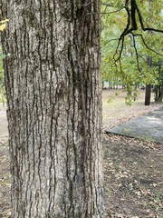 Quercus stellata