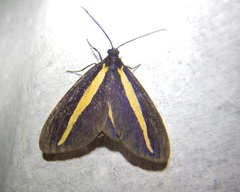 Crocomela erectistria