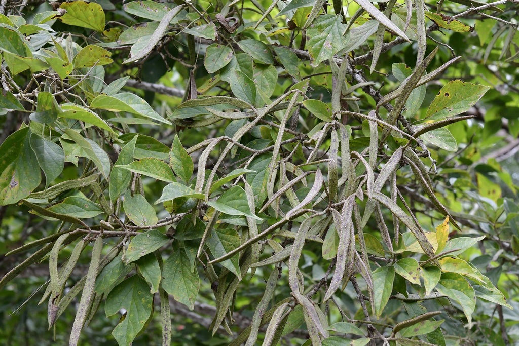 Fridericia chica; photograph (c) Neptalí Ramírez Marcial, some rights reserved (CC BY)