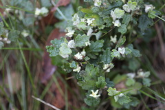 Xanthosia pilosa