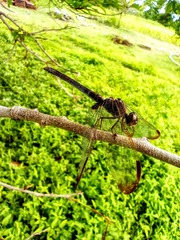 Erythrodiplax funerea