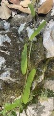 Passiflora yucatanensis