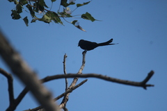 Dicrurus macrocercus