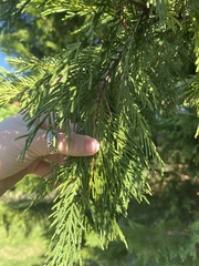 Cupressus × leylandii