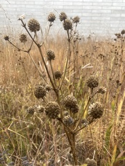 Apiales