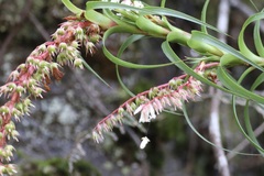 Dracophyllum secundum