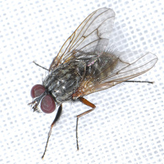 Muscidae