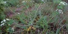 Capnophyllum