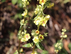 Verbascum nigrum