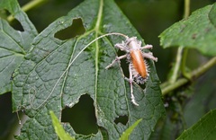 Brachybaenus ablutus