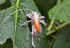 Brachybaenus ablutus