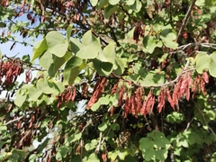 Cercis siliquastrum