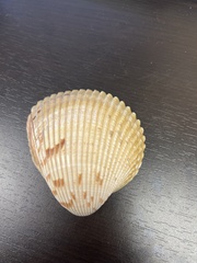 Dinocardium robustum