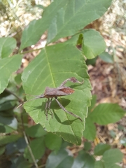Leptoglossus concaviusculus
