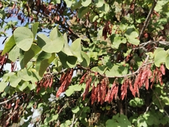 Cercis siliquastrum