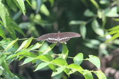 Papilio polytes