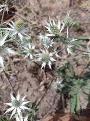 Eryngium carlinae