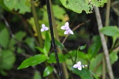 Tripogandra amplexicaulis