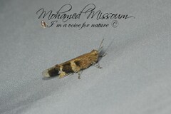 Oedipoda fuscocincta