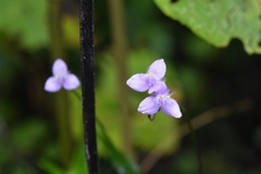 Tripogandra amplexicaulis