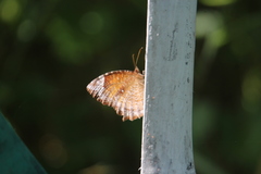 Elymnias hypermnestra