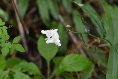 Tripogandra grandiflora