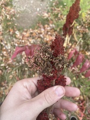 Eriophyes rhoinus