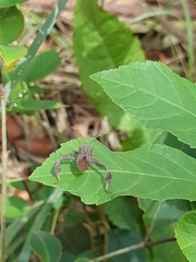 Leptoglossus concaviusculus