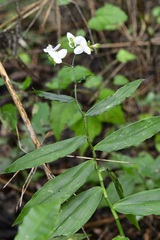 Tripogandra grandiflora