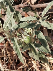 Solanum elaeagnifolium