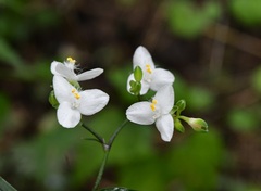 Tripogandra grandiflora