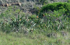 Strelitzia reginae