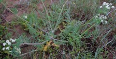 Capnophyllum